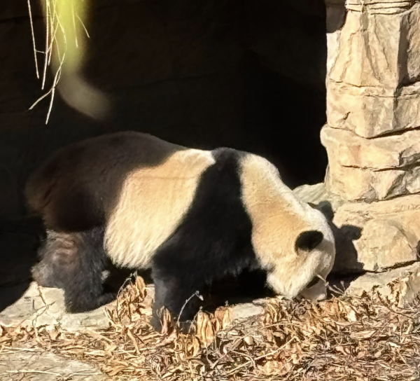 One of the new pandas walking around their enclosure. 