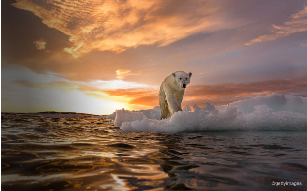 Polar bear walking on an iceberg in the Arctic. This species has lost much of its habitat due to climate change.