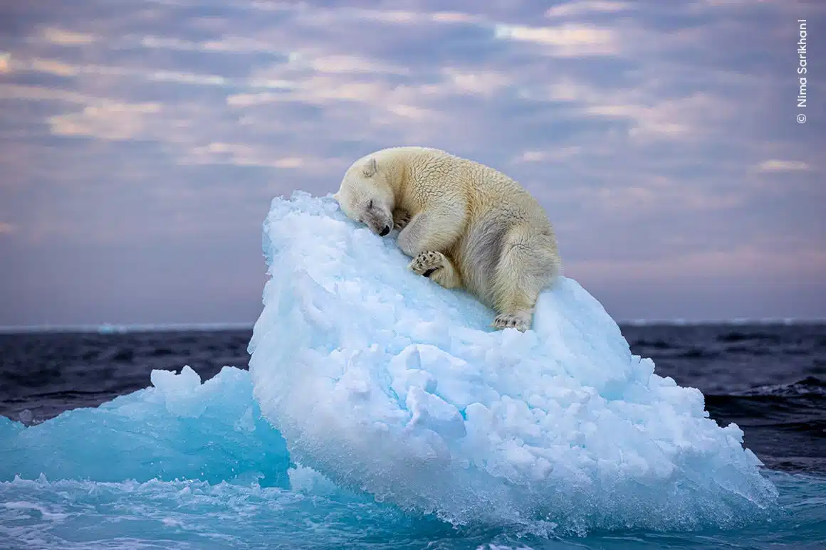 A polar bear sleeps atop a small iceberg. Studies indicate the Arctic summer sea ice cover shrinks by an average of 15.7% per decade.